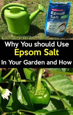 a green watering can sitting next to a bag of epsom salt on top of a plant