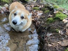 a dog is standing in the water and looking at the camera