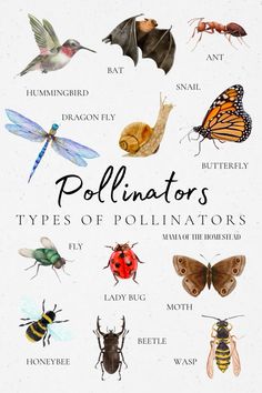 the different types of insects are shown in this poster