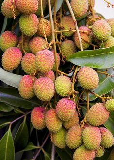 the fruit is growing on the tree and ready to be picked from it's branches