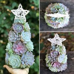 three pictures of different succulents arranged in the shape of a christmas tree