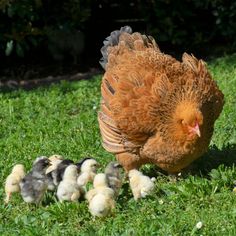 a chicken and her chicks are in the grass