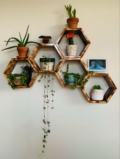 hexagonal shelves with plants and pictures on them are hanging from the wall in front of a white wall