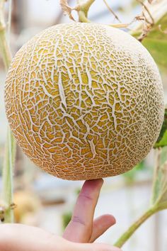 a person holding up a melon in their hand