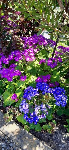 purple and blue flowers are growing in the garden