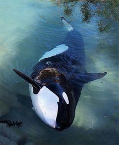 an orca swimming in the water with its head above the water's surface