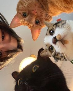 three cats looking up at the camera with their heads tilted to look like they are upside down