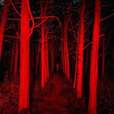 a person standing in the middle of a red forest