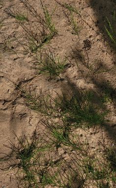 a bird is standing in the sand near some plants