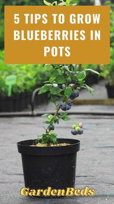 a potted plant with blueberries growing out of it and the words 5 tips to grow blueberries in pots