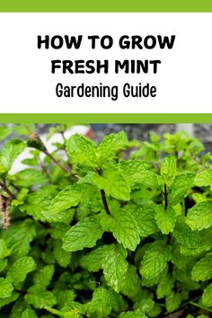 Check out our garden guide on how to grow fresh mint.