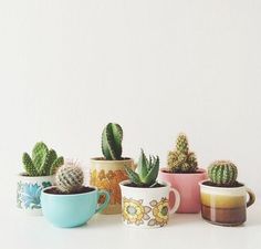 there are many different kinds of cactus in the cups