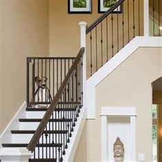 there is a dog that is standing on the stairs in front of the door to the house