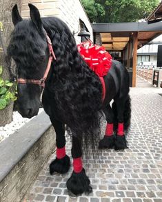 a black horse with long hair and red socks standing next to a brick walkway in front of a building