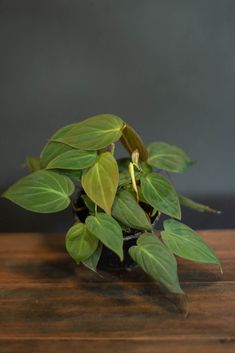 a potted plant with green leaves on a wooden table