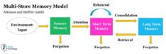 the multi - store memory model is shown in this graphic above it's description