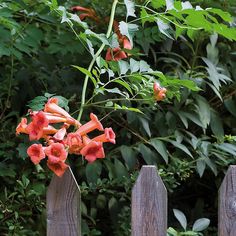 an orange flower on top of a wooden fence