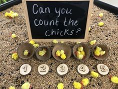 a sign that says can you count the chicks? and five small bowls with numbers in them