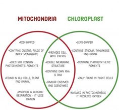 two circles with the words mitochondaria and chlorplast