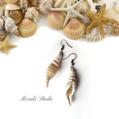 sea shells and starfish on white background