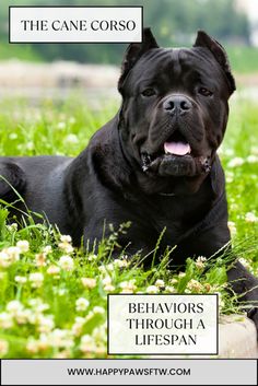 a black dog laying in the grass with its tongue out and his name above it