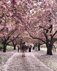 people are walking under the blossoming trees in an open area with many pink flowers