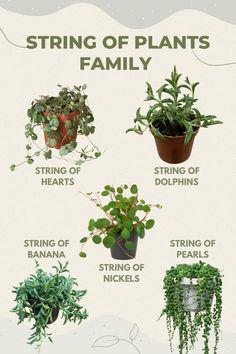 the different types of plants that can be found in this houseplant info sheet