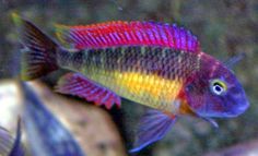 a colorful fish is swimming in an aquarium