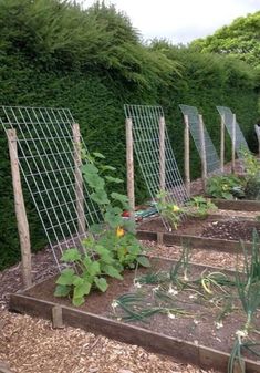 an outdoor garden with various plants growing in the ground and fenced off to the side