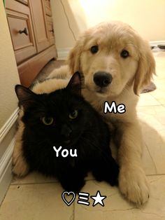 a dog and a cat sitting on the floor with caption that reads, me you