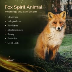 a fox sitting on top of a grass covered field next to a sign that says fox spirit animal meanings and symbolism