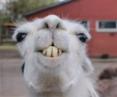 a close up of a llama's face with its mouth open and teeth missing