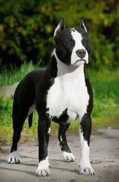 a black and white dog standing on top of a dirt road