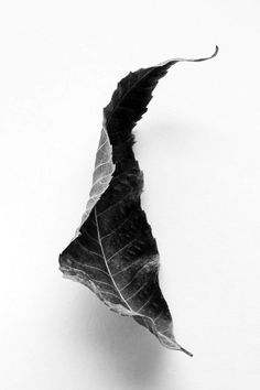 a black and white photo of a leaf on a white background with the shadow of it's leaves