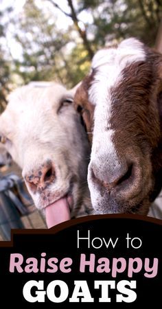 two goats sticking their tongues out with the caption, how to raise happy goats