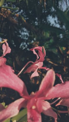 pink flowers with green leaves in the background