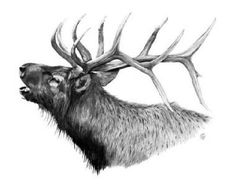 an animal with antlers on it's head is shown in black and white