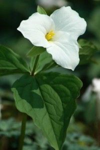 two white flowers with green leaves in the foreground and other plants in the background