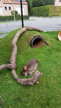 a cat laying on top of a lush green field next to a tree trunk and tunnel