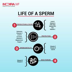 the life of a sperm info sheet with instructions on how to use it