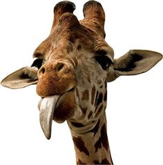 a giraffe's head with its tongue sticking out