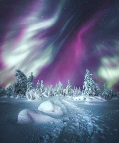 a bird flying in the air over snow covered ground with trees and an aurora bore