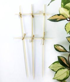 two sticks with green leaves on them next to a plant