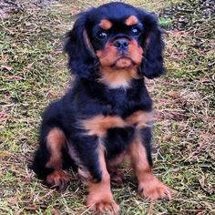 a small black and brown dog sitting on top of grass