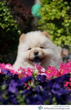 a small white dog sitting in the middle of purple and pink flowers with it's tongue hanging out