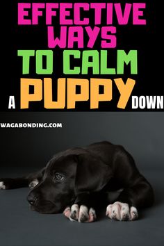 a black dog laying down with the words effective ways to calm a puppy down