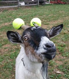 a goat with two tennis balls on its head