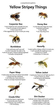 the different types of bees and how they are used to tell them about their life cycle