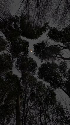 the moon is seen through some trees in the night sky, looking up at it's canopy