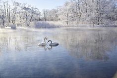 two swans swimming in the middle of a lake covered in frosted trees and ice